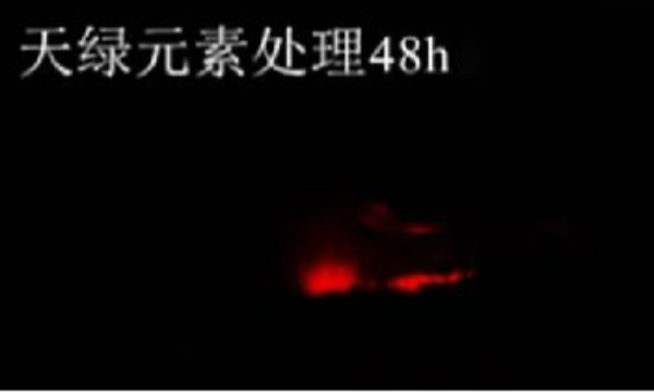 斑馬魚實(shí)驗(yàn)天綠元素處理-48h.png 斑馬魚實(shí)驗(yàn)天綠元素處理-48h.png